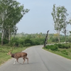 Bengaluru to Ooty via Bandipur