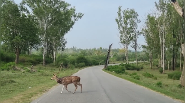 Bengaluru to Ooty via Bandipur