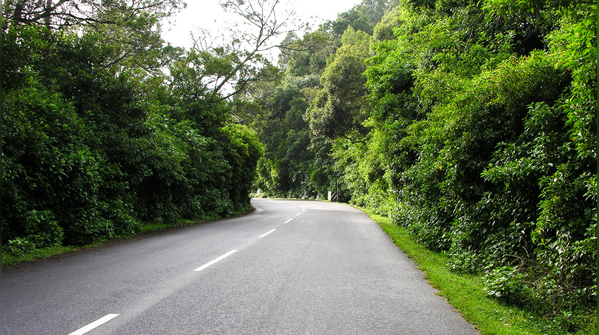 Bengaluru to Ooty via Bandipur