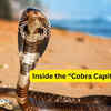 Article image for: Visiting the “Cobra Capital of India”; what travellers need to know about the home of the world’s longest venomous snake