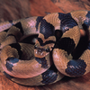Article image for: Common Kukri Snake