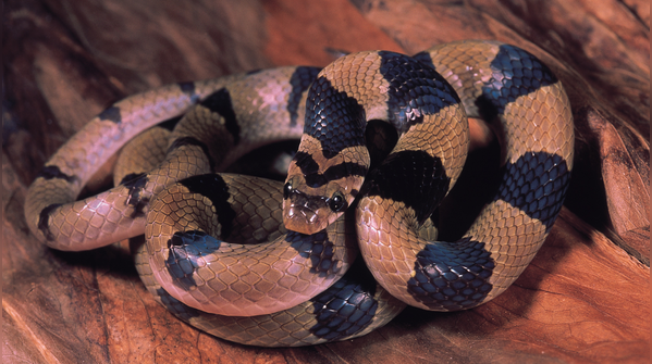 Common Kukri Snake