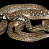 Bindi Keelback