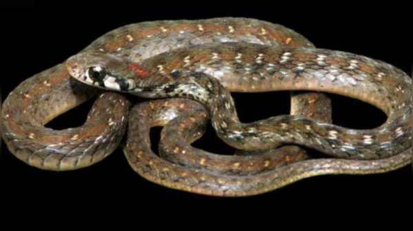 Bindi Keelback