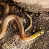 Red-necked Keelback