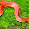 Coral Red Kukri Snake