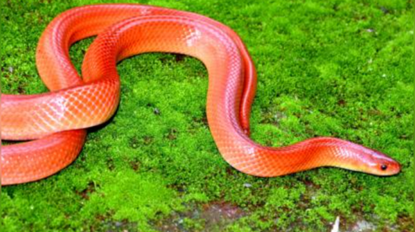 Coral Red Kukri Snake