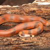 Red Sand Boa