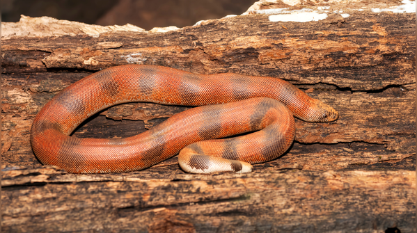 Red Sand Boa