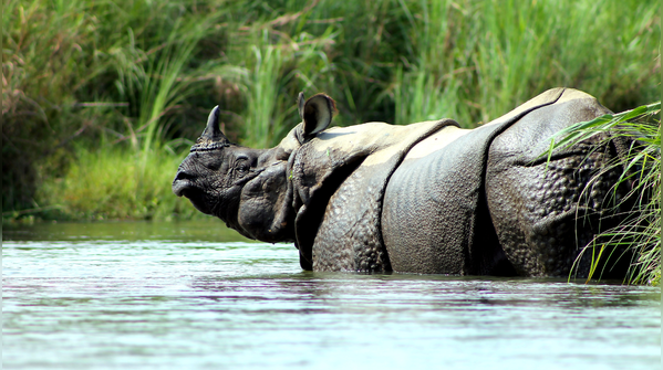 Chitwan National Park, Nepal