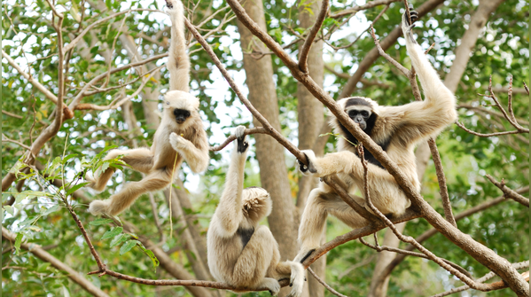 Krau Wildlife Reserve, Malaysia