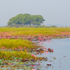  Bueng Boraphet, Thailand