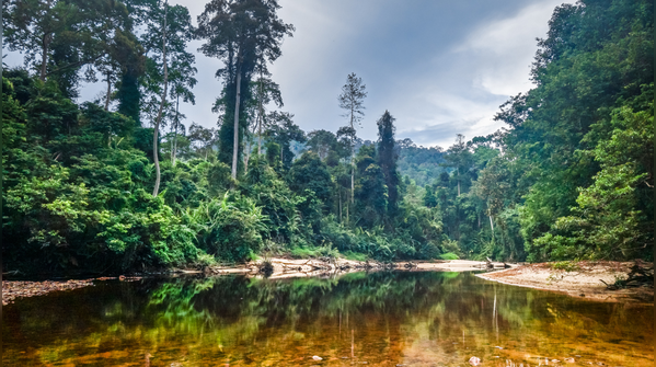 Taman Negara, Malaysia