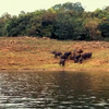 Gal Oya National Park, <i class="tbold">sri lanka</i>