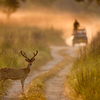 Article image for: Jim Corbett National Park, India