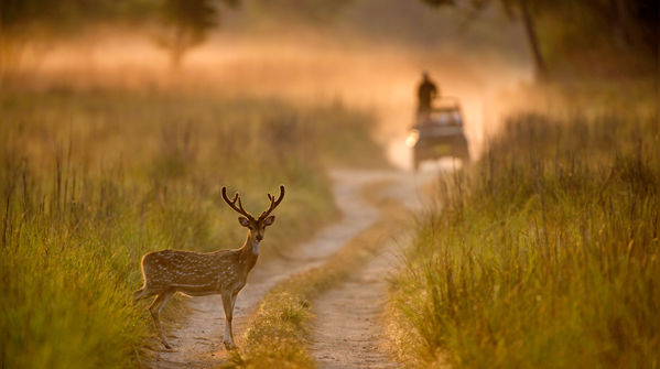 Jim Corbett National Park, India