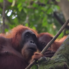 Article image for: Gunung Leuser National Park, Indonesia