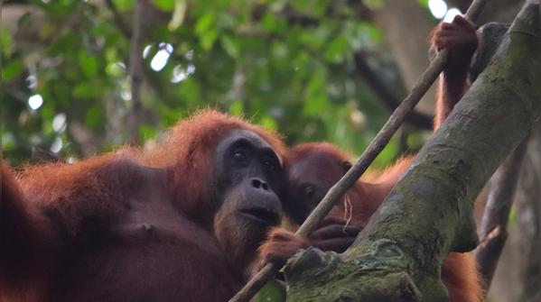 Gunung Leuser National Park, Indonesia