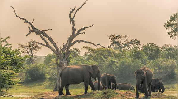 Yala National Park, Sri Lanka