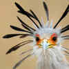 The Secretary Bird