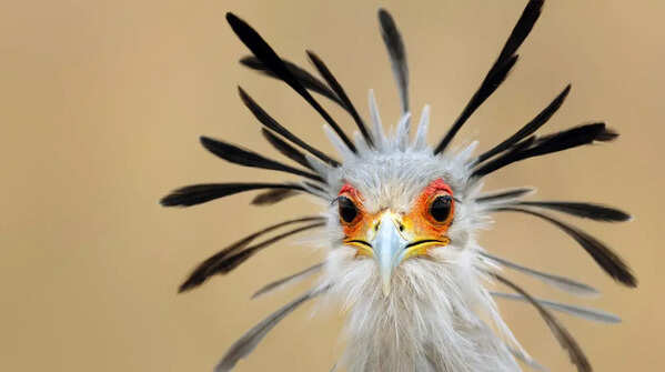 The Secretary Bird