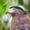 Serpent Eagles