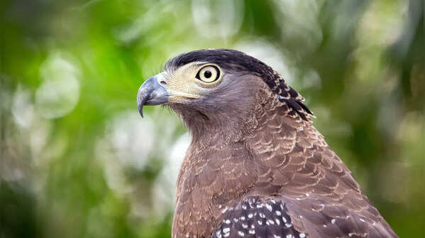Serpent Eagles