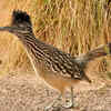 The Roadrunner