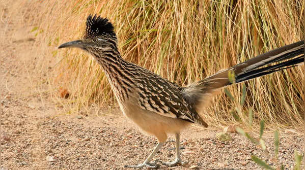 The Roadrunner