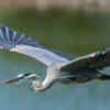 Herons
