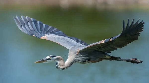 Herons