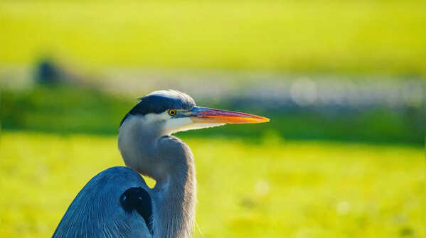How these birds survive after consuming snakes