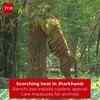 Article image for: Ranchi Zoo Installs Coolers To Protect Animals From Heat