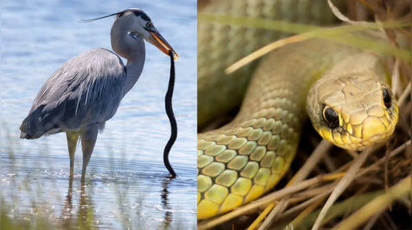 These birds hunt the world's deadliest snakes