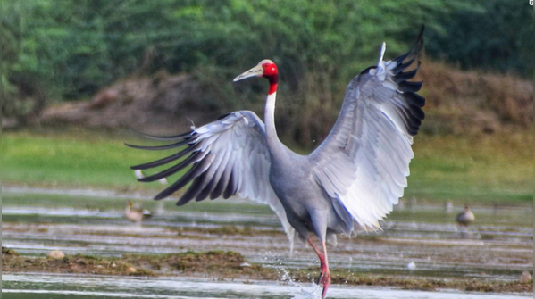 Menar, Rajasthan