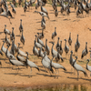Article image for: Kheechan, Rajasthan