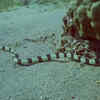 Sea snakes can have barnacles when traveling