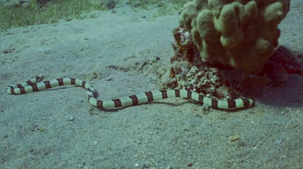 Sea snakes can have barnacles when traveling