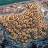 Dolphin gets rare barnacle formations