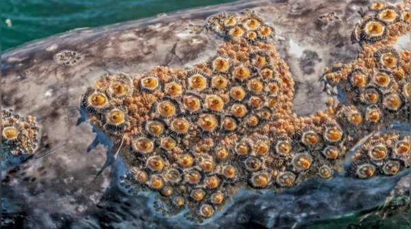Dolphin gets rare barnacle formations