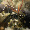 Lobster may get covered in marine crustaceans