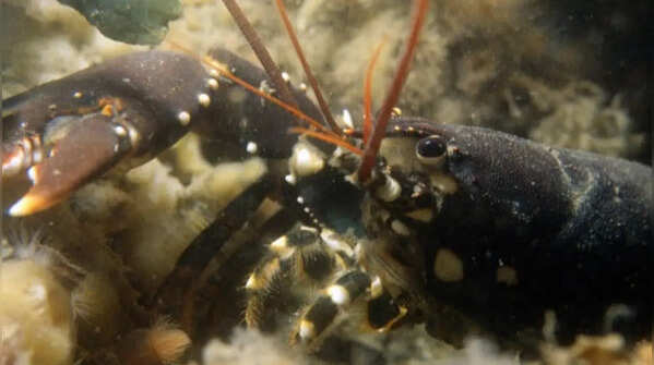 Lobster may get covered in marine crustaceans
