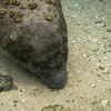 Manatee sometimes develops barnacle growth