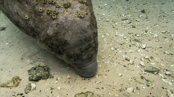 Manatee sometimes develops barnacle growth