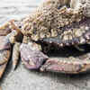 Crab often suffers from permanent barnacles