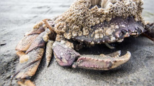 Crab often suffers from permanent barnacles