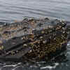 Humpback whales host entire barnacle communities