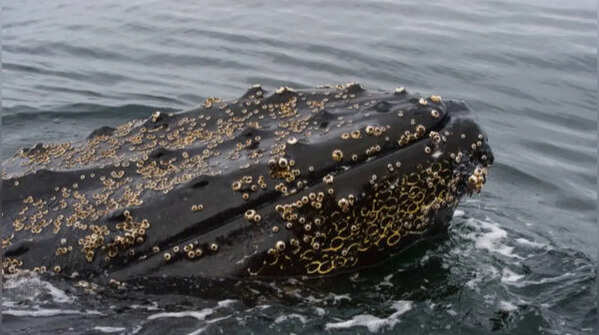 Humpback whales host entire barnacle communities