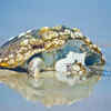 Sea turtles often carries heavy barnacle settlement