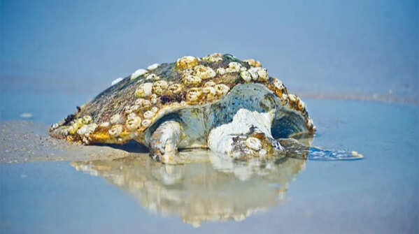 Sea turtles often carries heavy barnacle settlement